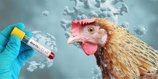 Bird Flu