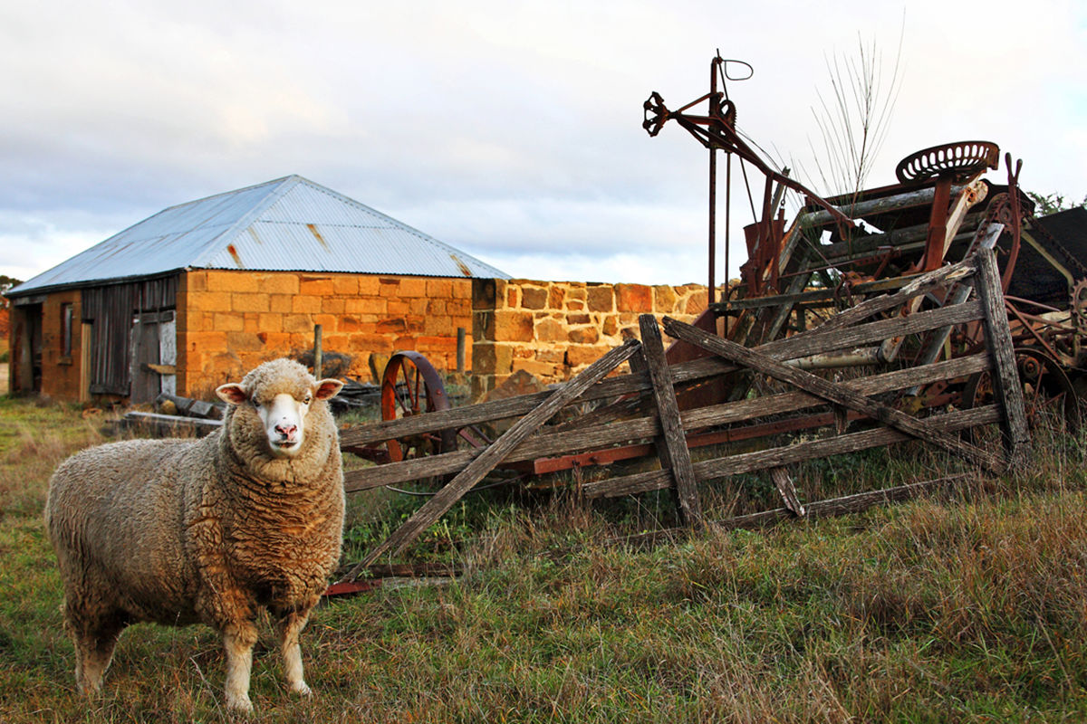 News - Sheep near old farm equipment and heritage building.