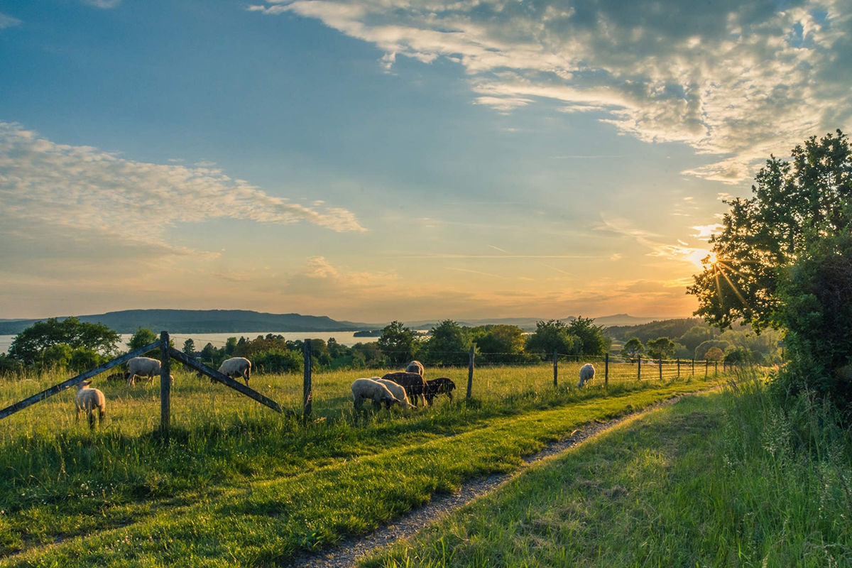 News - Sheep near fence.